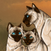 Aging Cat - Siamese